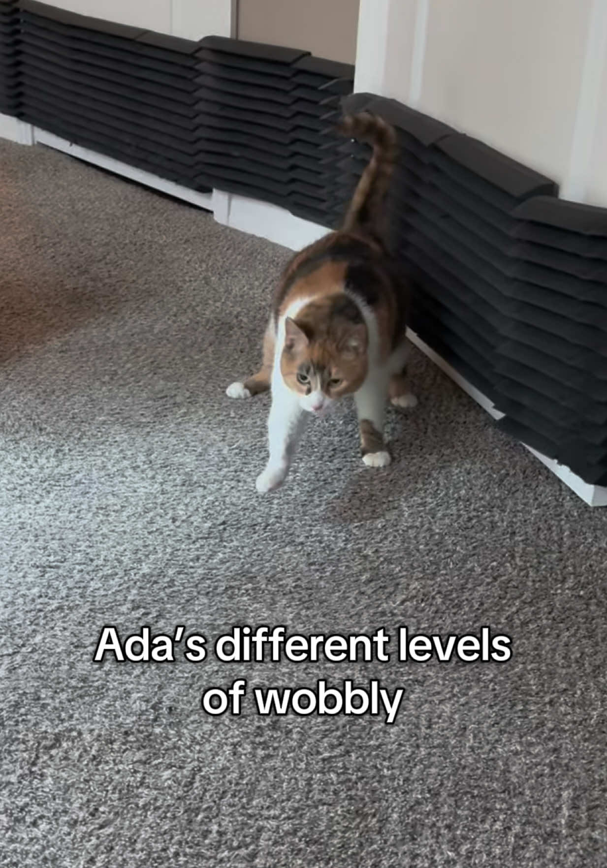 Anything after level one is why there’s padding on the walls 💥 #wobblycat #cerebellarhypoplasia #calicocat #cattok #catsoftiktok 