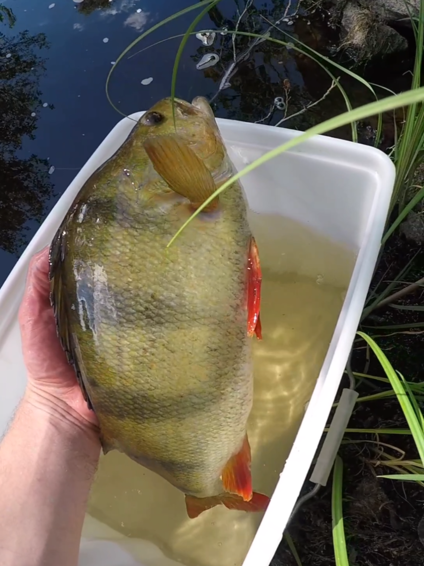 Perchy 🔥🔥 @Headbanger Lures  #fishing #perch #fyp 