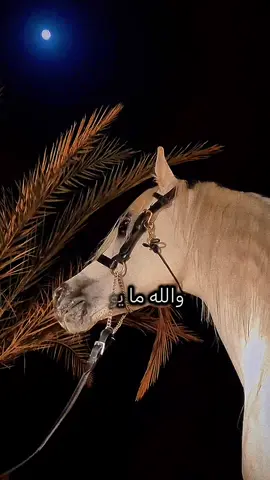 #أكسبلور_شعر_حكم_خواطر 