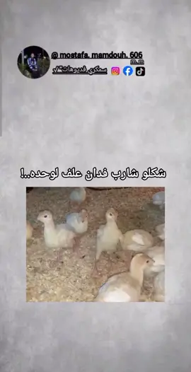 شكلو شارب فدان علف لوحده..! 😂😂💔👋🏻