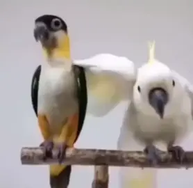 #loveparrots❤️❤️❤️❤️😀😀🦜🦜 #lovebirds😍 #smartbirds🐦🐦 #lovebirds❤️❤️ 