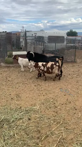 #gottalovebreedingseason 