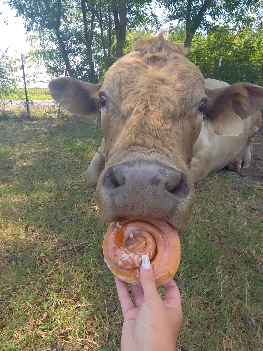 When you're trying to look like a bad*ss but mom has a donut🫠 #bull #cow #spoiled #ranchlife #donuts 