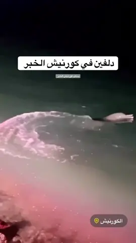 دلافين الخُبر #اكسبلورexplore #ترند #السعودية #الشرقية #الخبر 