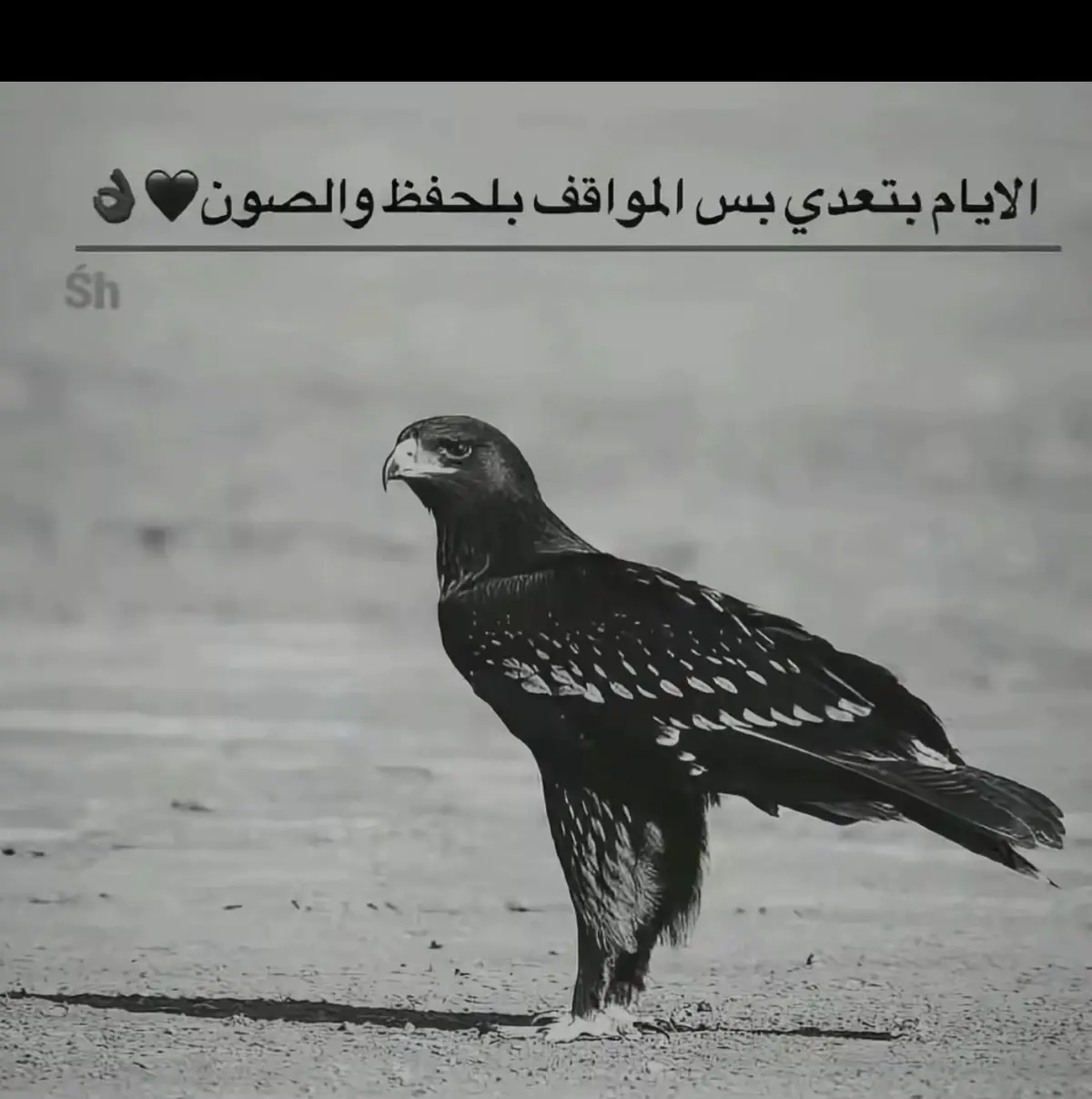 #الجمل🦅 #السلام_بلدنا 