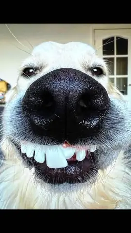 Tente não rir 😂 #memestiktok #memesbr #memecut #pet #funnyanimals 