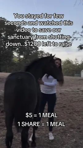 You stayed for few seconds and watched this video to save our sanctuary from shutting down..$1200 left to raise#fyp #viral #goviral #horses #newyork 