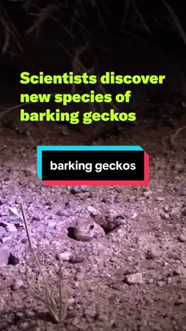 In the Namib desert in southern Africa, you don’t need to listen too closely to hear a barking gecko. Their loud cackling calls, which are used to attract mates, often scare tourists. For the longest time, scientists believed the yelps belonged to one gecko species. But after one researcher scoured the dunes of the Namib desert for new specimens, he and his team discovered six new species of barking geckos.  🔗 Check out the link in our bio to read more.  ✏️Ashley Balzer Vigil 📸Francois Becker #geckos #biology #Science #stem