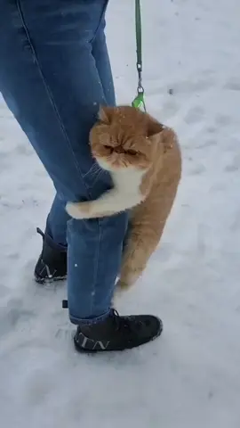 Chilly outside, cuddly inside ❄️🐾  #ColdCats #WinterMood #CatTok #CozyCats #FunnyCats 