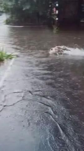 Одесские коты - самые водяные коты в мире 🤪 #украина🇺🇦 #одесса #потоп 