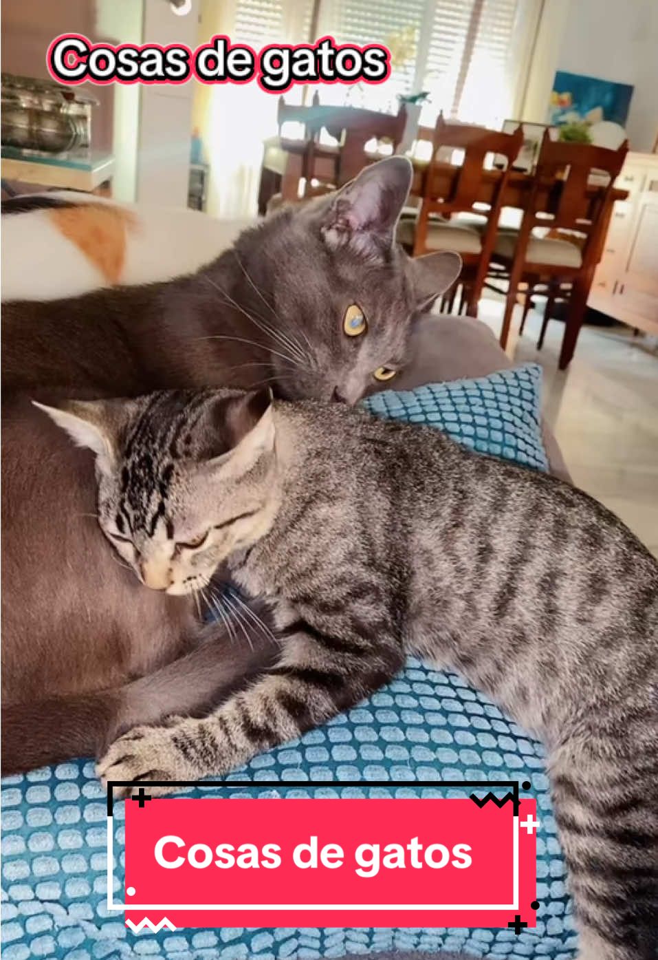 Cosas de gatos #rosaromerofernandez #gatos#cats #tik_tok  #Recuerdos  