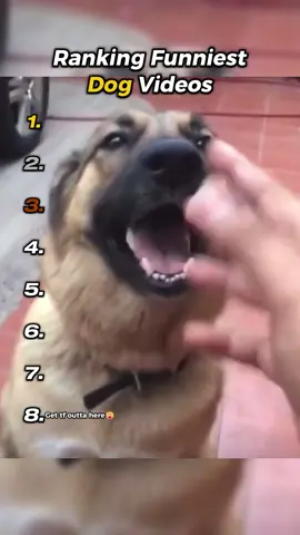Dog #dogsoftiktok #dog #funny #ranking 