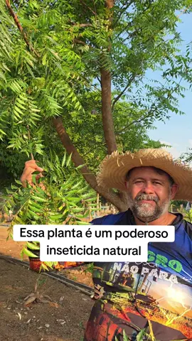 Para fazer o inseticida natural vai precisar de 300gr de folhas de nim e bater com 1 litro de água no liquidificador. Depois coe e misture com 10 litro de água. Vem comigo.  #campo #agro #interior #roça 