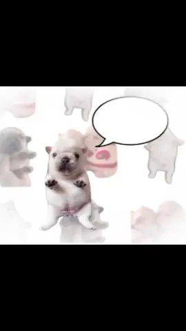 wuash mai belly︎ ᅠ         ︎ ︎         ︎ ︎ ᅠ         ︎ ︎         ︎ ︎ ᅠ         ︎ ︎         ︎ ︎ ᅠ ︎ ᅠ         ︎ ︎          #fyp #pibble #silly #puppies #sacrisidio 