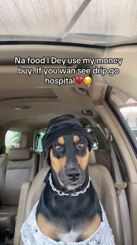 😂 #viral#fyp#relateable#dog#zeldadiaries