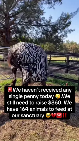 🚨We haven’t received any single penny today 🥲. We still need to raise $860. We have 164 animals to feed at our sanctuary..🥹🥲🙏🆘‼️ #savehorses #vetbillfundraiser #horsesoftiktok #horsesofinstagram #animalsoftiktok 