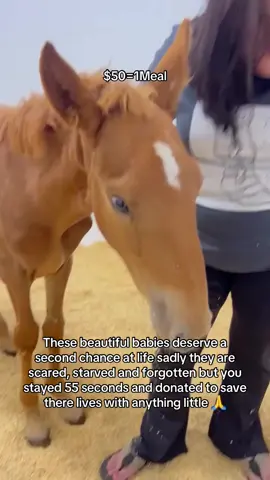 These beautiful babies deserve a second chance at life sadly they are  scared, starved and forgotten but you stayed 55 seconds and donated to save there lives with anything little 🙏#trend #tiktok #fyppppppppppppppppppppppp #fyp #Love #unitedstates #sad 