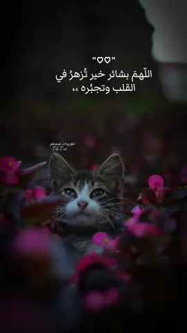 أحيانًا لا ترى لطفُ الله إلا بعدَ مرور الوقت فثق دائمًا أن الله ألطف مما تعتقد🤍 #بلال_دربالي #قران_كريم #اكسبلور #fyp #عبارات 