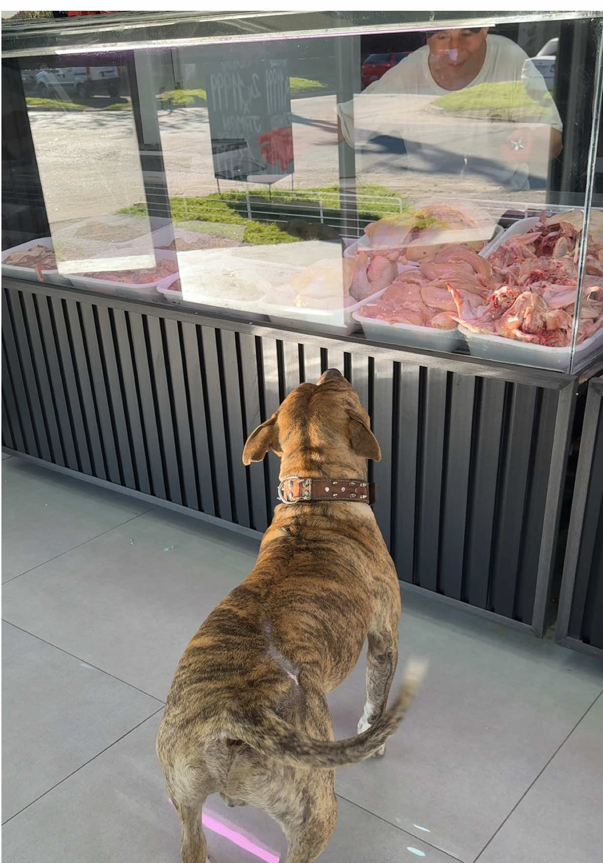 Clases de samba con Pancho💃🏻  — El alumno supera al maestro 🐾😂 #pancho #samba #baile #carniceria 