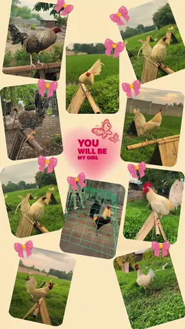 #mygirl ph #mygirl #fyppppppppppppppppppppppp #viral #highlight 