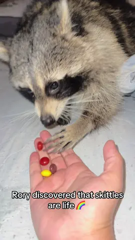 Mom was having skittles so of course Rory has to try some to #raccoon #petraccoon #raccoonsoftiktok #exoticpets 