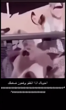 منشن خويك