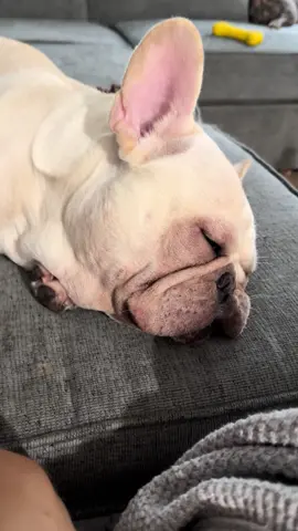 #frenchie #frenchbulldog #bulldog #frenchiesoftiktok #cute 