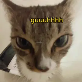 #cats #meme #cute #funny #voiceacting 