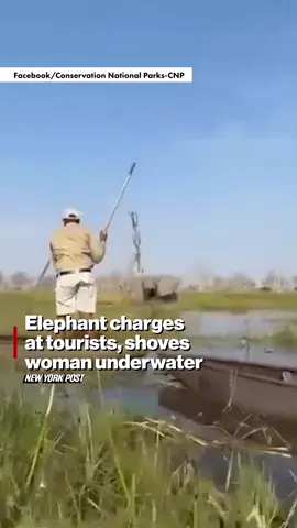 A fed-up mama elephant charged a group of careless tourists who drifted too close to her babies in Botswana’s wetlands and trampled a blundering woman, nearly drowning her, wild footage shows. The woman, who was shoved underwater, escaped rattled but unscathed.