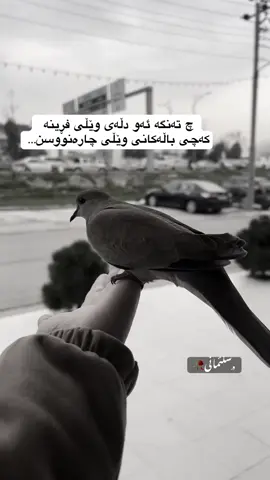 #سلێمانی #tiktok #slemani #sulaymaniyah 