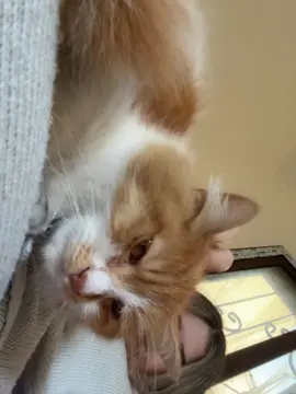 My shayla☹️☹️☹️#fyyyyyyyyyyyyyyyy #اكسبلور #cats 