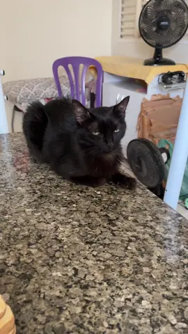 O carisma de uma cerca elétrica e a paciência de um atendente de lotérica  #gato #gatos #petinfluencer 