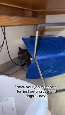 A torti + the panini press is always a disaster #sheltercat #fyp #animalshelterlife 