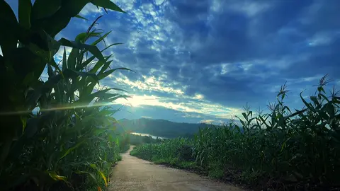 Chill gê #chill #chillchill #phongcanh 