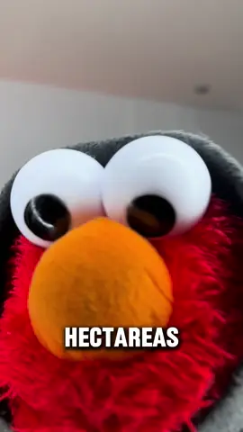 Tengo que cuidar todo lo que publico 😔 #nosoymayen #humor #elmo 