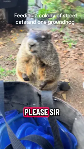 Feeding a colony of street cats and one groundhog #groundhog #streetcats #tnr 