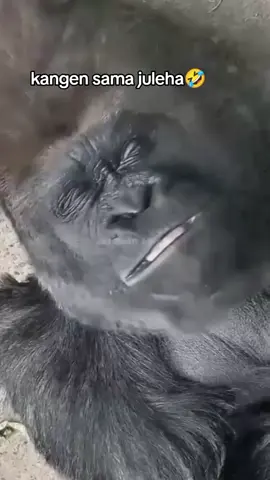 😝😆