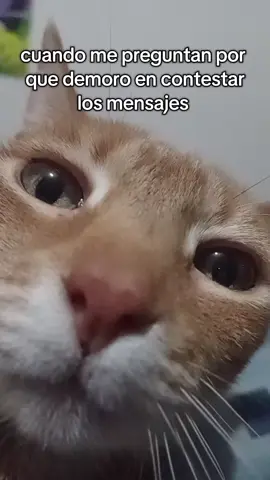 soy el hombre 🕷🗣 #catsoftiktok #humor #gato #fyp #trend 