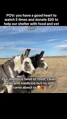 Our shelter is need of food, clean water and medicine but no one cares about us😔💔. #DONKEYRESCUE #EndAnimalcruelthes #EndAnimalAbuse #BreakTheSilence #ADOPTED #DynamicDuo #BigLick #donkeyrescue 