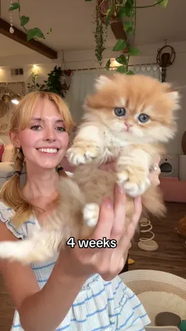 Showing how small Penny used to be. This is another kitten from @CheddarBears that is the same color as Penny 