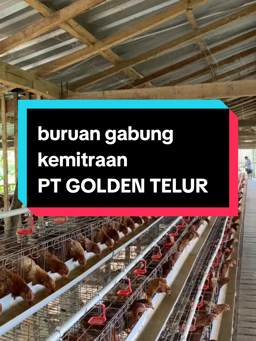 Saatnya jadi pebisnis cerdas! Dengan kemitraan, kamu bisa punya usaha sampingan yang transparan, aman, dan menjanjikan. #kemitraanindonesia #peternakmilenia #peternaakmuda #ayamraspetelur #masukberandafyp 