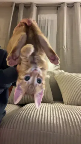 upside down🙈#charleythetitten #trend 