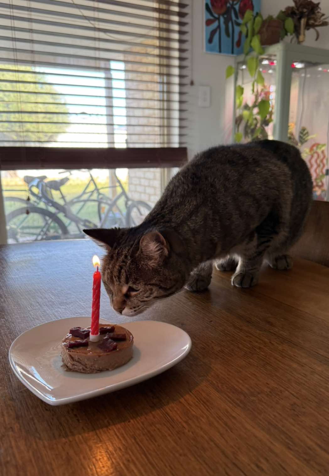 Birthday cake was a hit 😹 My lil baby turned the big 10 🥹🎂  #catsoftiktok #cattok #funnycatsoftiktok #fyp #catlovers 