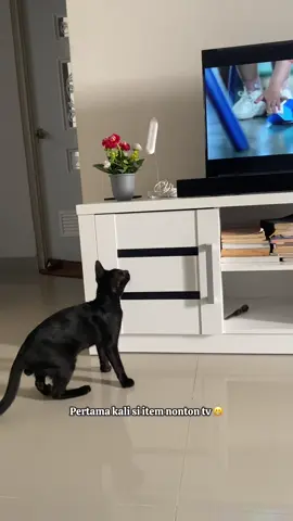 Lihat pintu ngebuka, langsung aja nyelonong masuk, tiba-tiba berenti nonton tv 😁 #catlover #straycat #fyp #foryou #foryoupage 