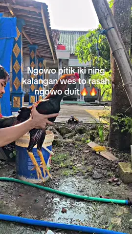 Penting sanggu BPKB😭.                       #ayambangkoksuper #pakhoy #TemuRosseFram #TemuRosseFram 