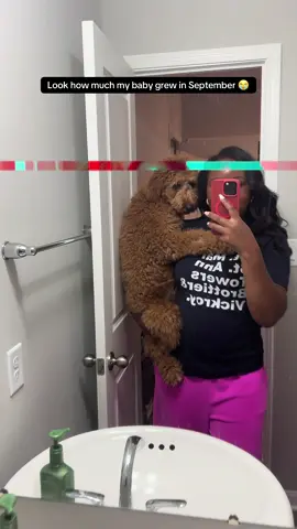 Teddy Beary is growing exponentially! Make it stop, where is my little puppy!😭 #goldendoodlesoftiktok #goldendoodlepuppy #goldendoodlelife 