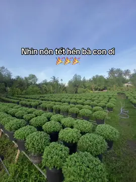 Đầu tháng 10 hoa lá phấp phới ✌️✌️ Chúc Bà con Cô Bác mình 1 vụ mùa hoa trúng mùa nha ❤️ #xuhuongtiktok #tet #2026 #cucmamsoi 