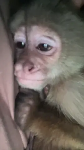 te amo titi #fyp #foryoupage #psratiiiiiiiiiiiiiiiiiiiiiiii #monkeyface #monos 