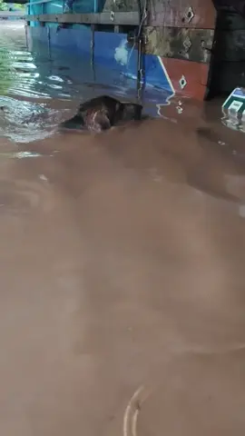 หมาใครลอยน้ำมา อำเภอทองแสนขัน อุตรดิตย์