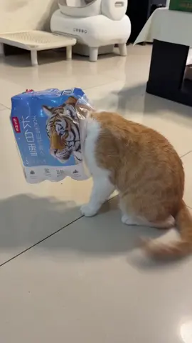 đầu là hổ thân là mèo #meo #cat #thucung #viral #baoha🍊 